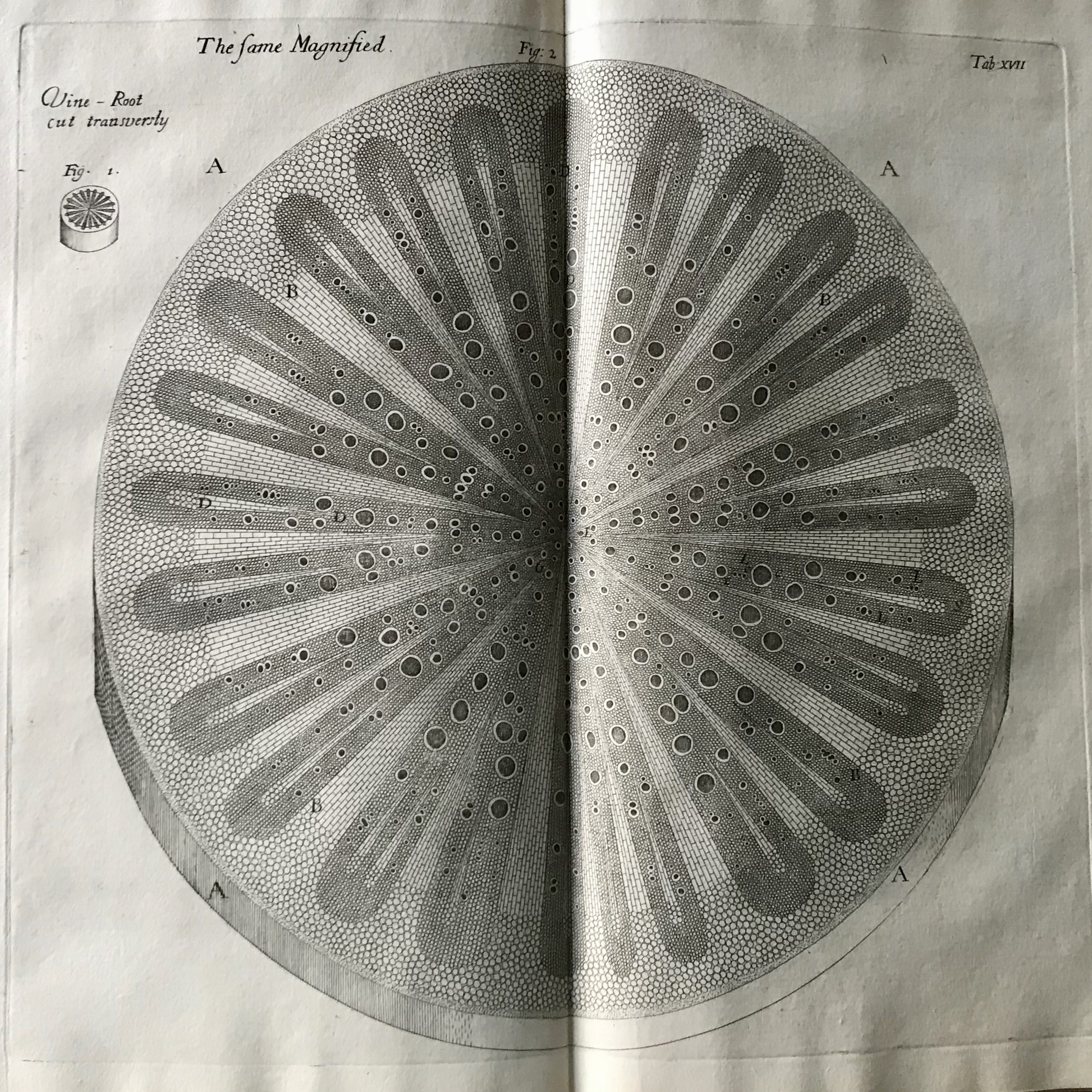 GREW, Nehemiah SYMONDS RARE BOOKS